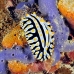 slug_sea_miy_sari_v_0026_mal1029.jpg